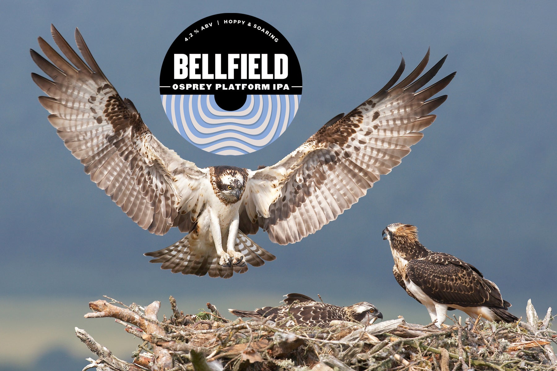 New Beer launched to support Scotland's Ospreys