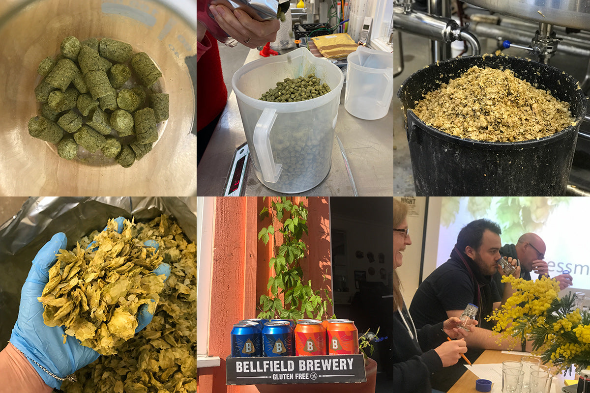 Dried hop pellets, fresh hops in bucket and hand, hop plant and beer cans, people at hop sensory session