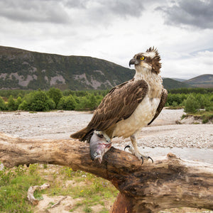 An osprey with a Salmon in Glenfeshie.