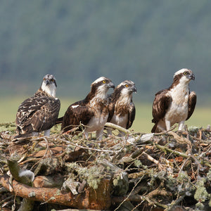 Osprey chicks in their nest.