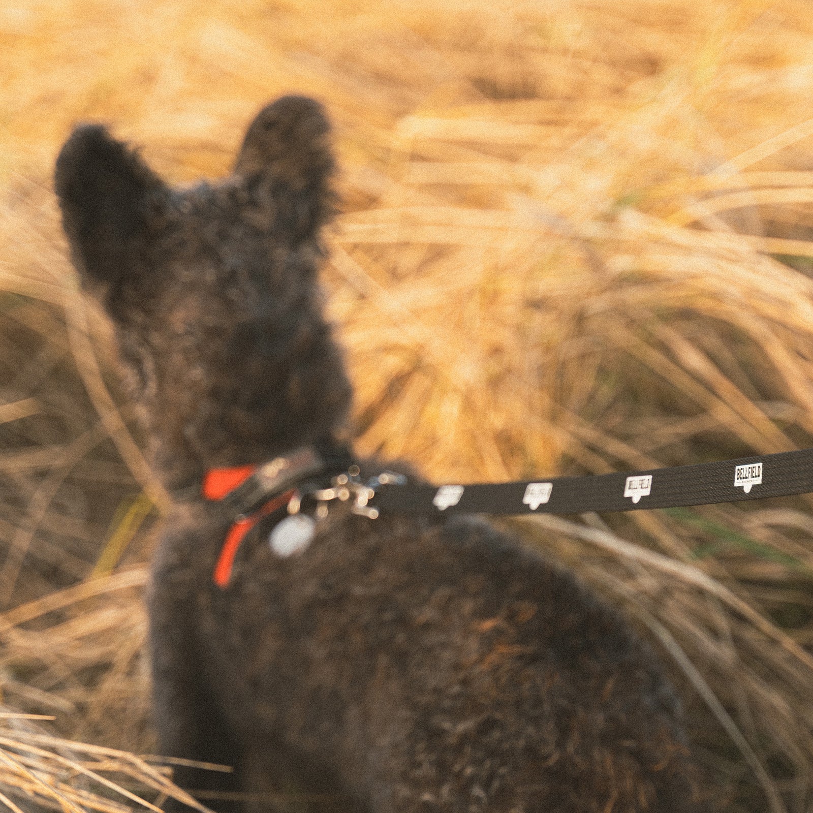 Dog on Bellfield branded lead.